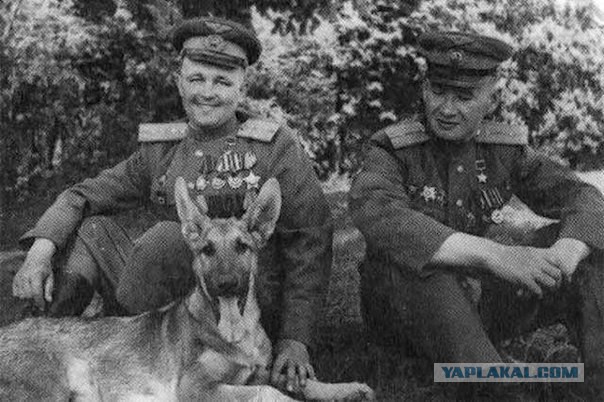 Они тоже сражались за Родину.