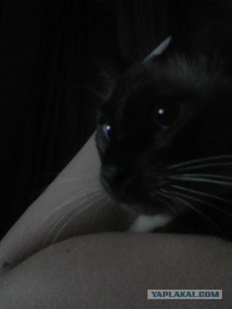 Котовторник 19.01.2016