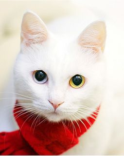 Котовторник 16.02.16