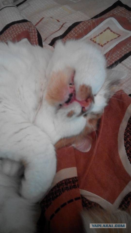 Кото-вторник 24 Мая 2016го :)