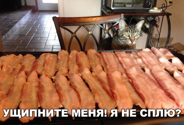 Прикольные животные