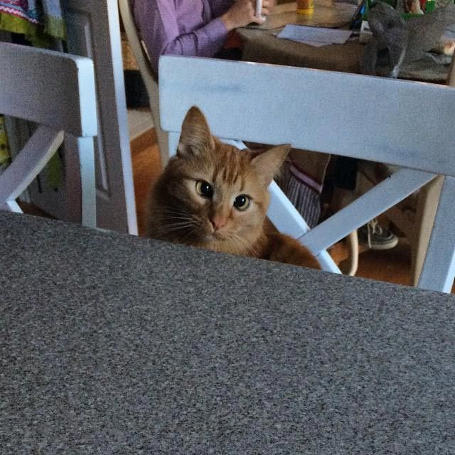 Косоглазые котики