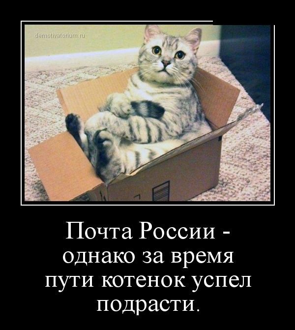Картинки в черной рамке