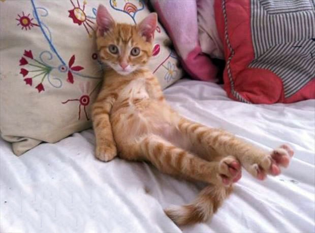 Коты и Кошки
