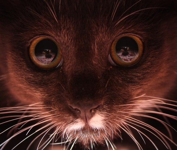 Коты и Кошки