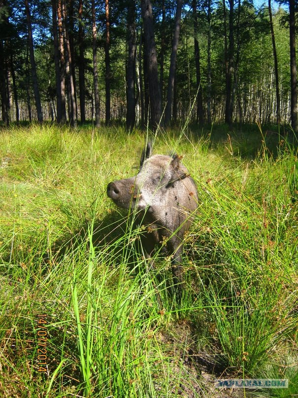 Небольшая подборка фотографий зверья