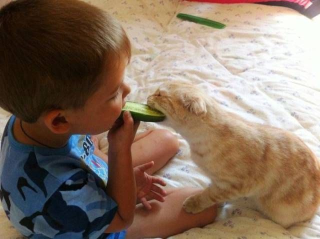 Коты и Кошки