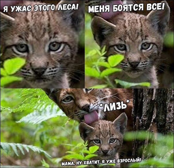 Коты и Кошки