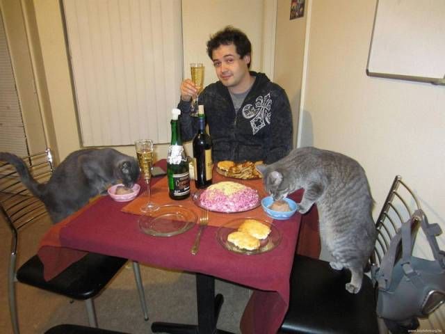 Коты и Кошки