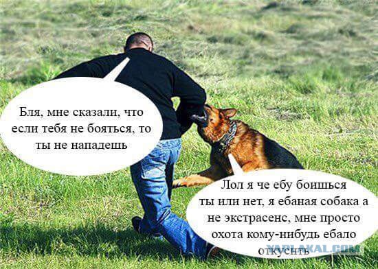 Работа не волк, но картинки сами себя не посмотрят!