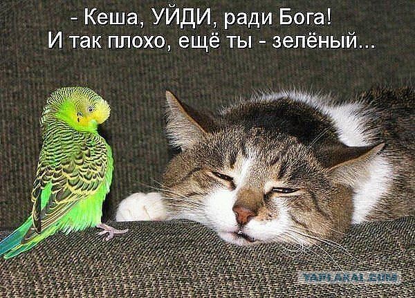 У нас новый президент!