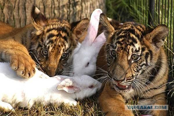 Котовторник: Кошки гаваны и другие!