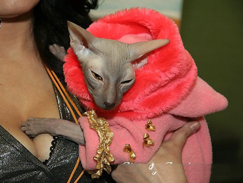 Новогодний КОТОВТОРНИК!