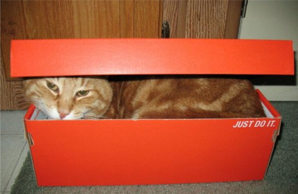 Кот, который не напрягается.