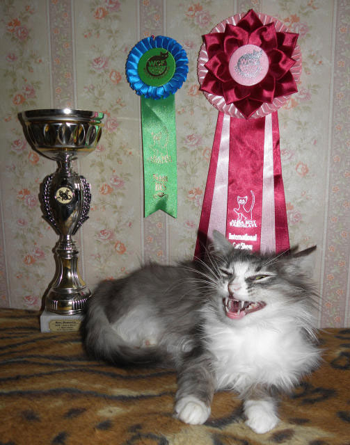 Котовторник  07.06.11