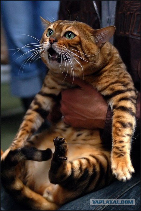 Первый котовторник июля