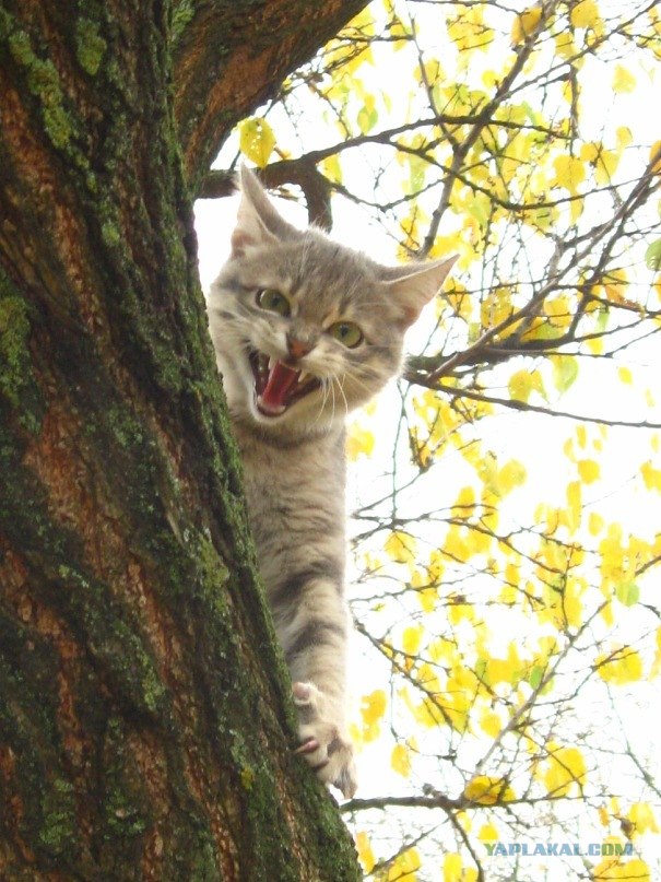 Котовторник (начало в супермаркете!)