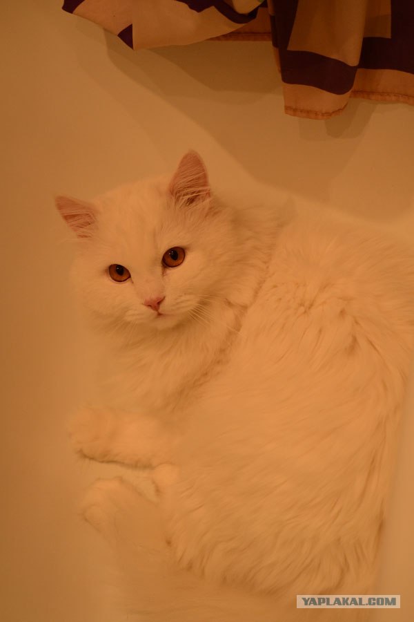 Котовторник!