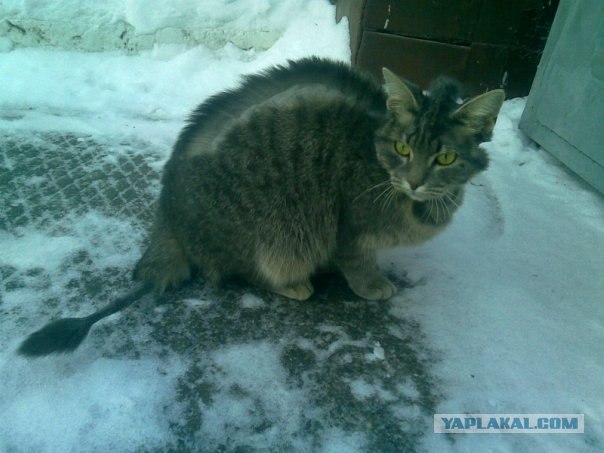 Чудеса парикмахеров
