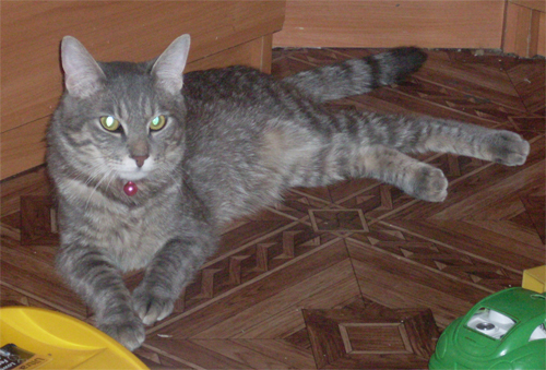 Котовторник (15.05.2012)