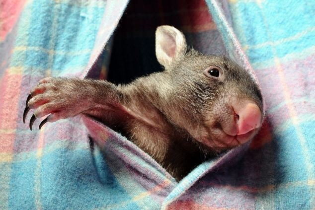 Вомбат Кэдди и очаровательная Хлоя