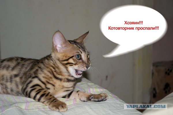 Котовторник  28.08.12