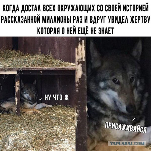 Чёрная доза