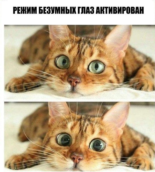 Картинки с котами и про котов