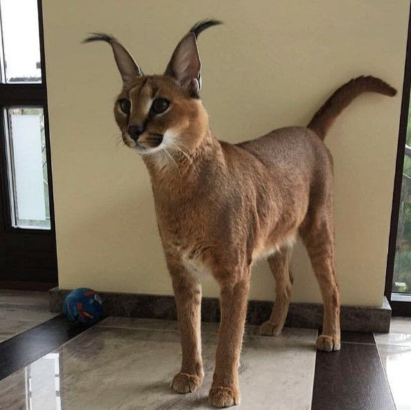 Дикий котовторник 20.08.19