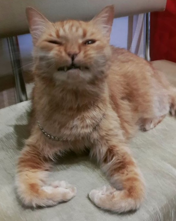 Странные фотки котеек