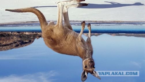 #ДРЯПнем! Чалдонские кнышики с луком и морковью