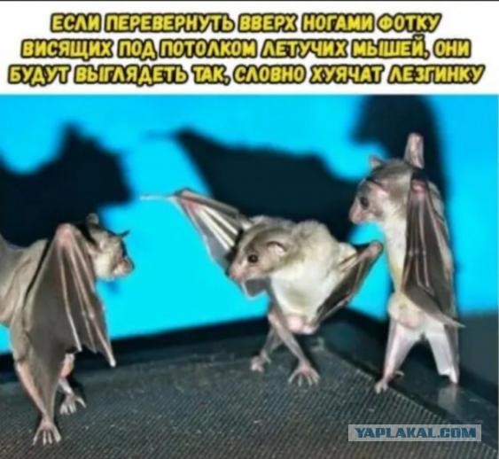 Бредзона 05.06.2020