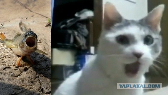 Фотожаба: "Чо?"