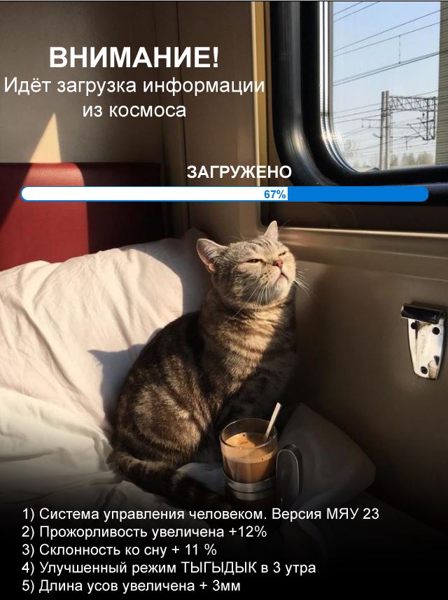 Коты они такие