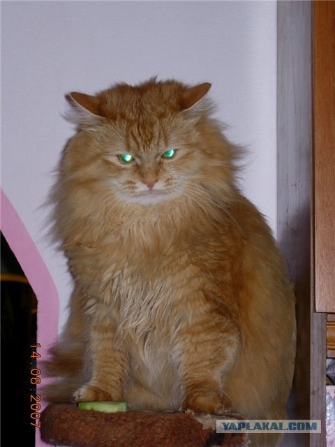 Котодраки