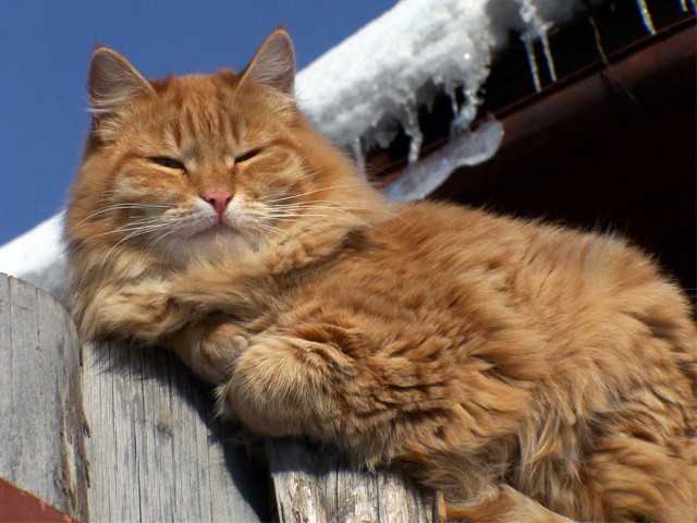 Калейдоскоп картинок