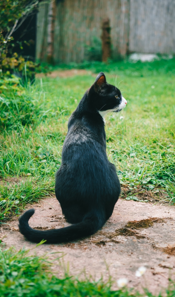 Котовторник 14.09.2021