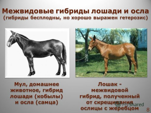 Вы кто такие? Идите. Принц Филипп перед смертью вычеркнул принца Гарри и Меган Маркл из завещания
