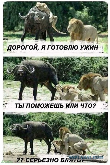 50 оттенков серого! Или самосвал баянов