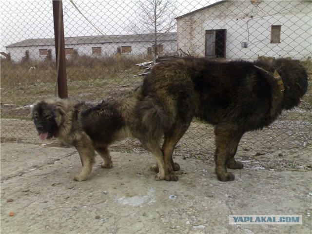 100 бальник жуев!