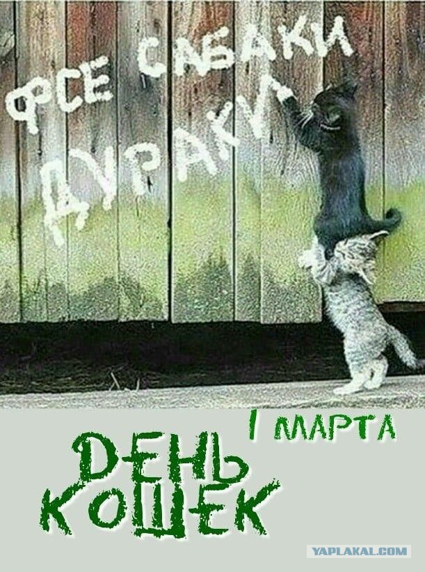 1 марта - день котов и кошек