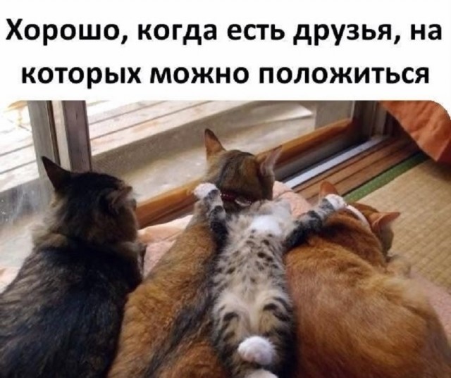 К котовторнику: подборка картинок-баянов с котиками и про котиков. Выпуск 25.