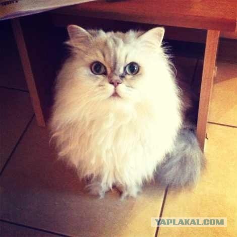 Котовторник 9.07.2013
