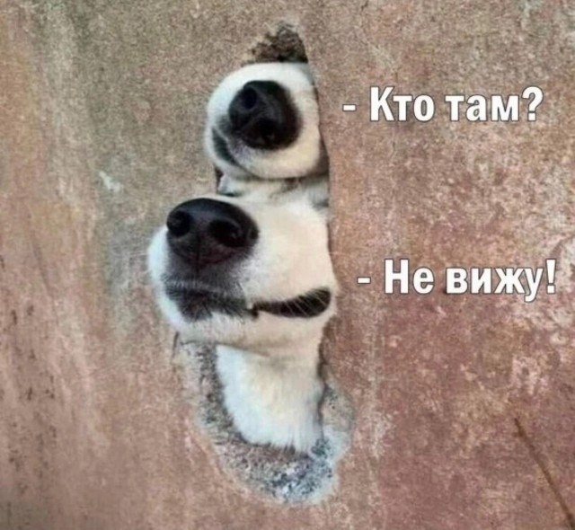 Котопёс