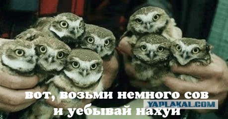 Попытка образумить владельцев собак