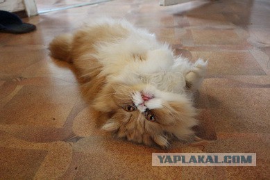 Котовторник 25.02.2014