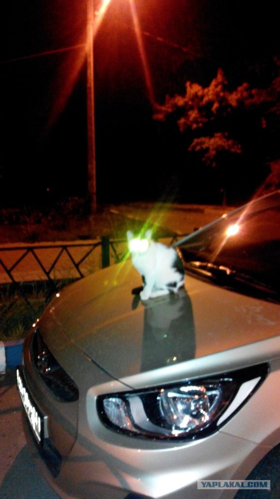 Котовторник 02.09.2014