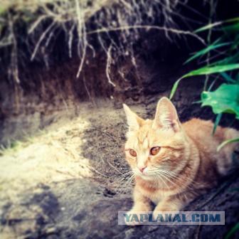 Котовторник 11.11.2014