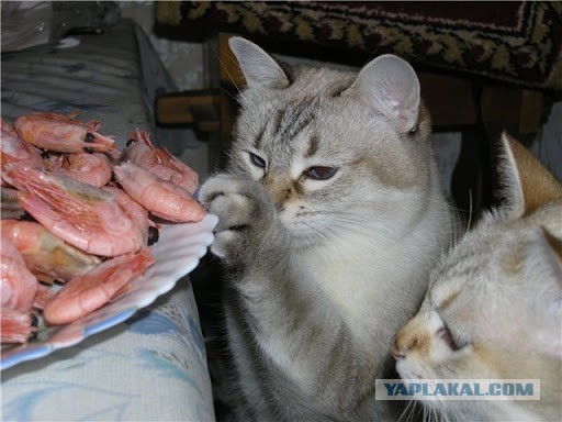 Кошачий Hardcore