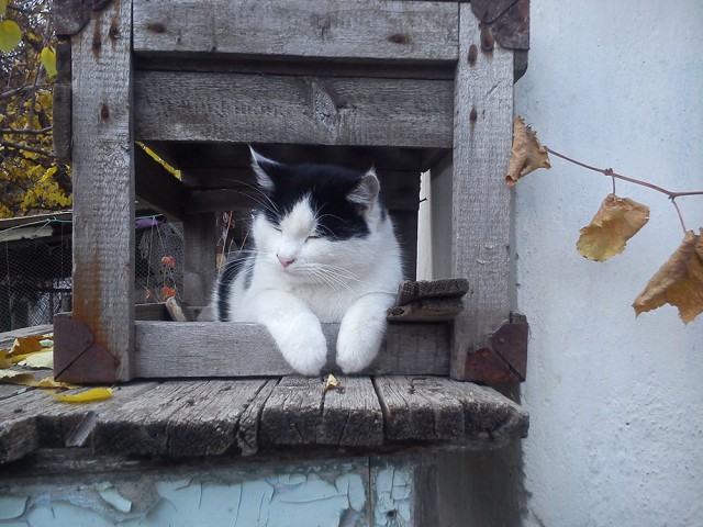 Коты, постигшие искусство сон-фу.